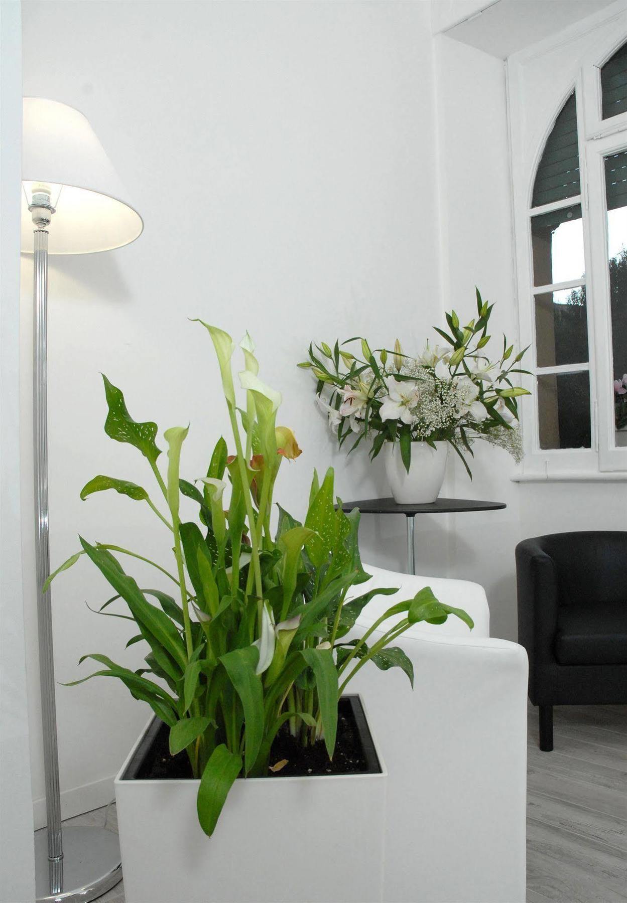 Gardenia Roma
